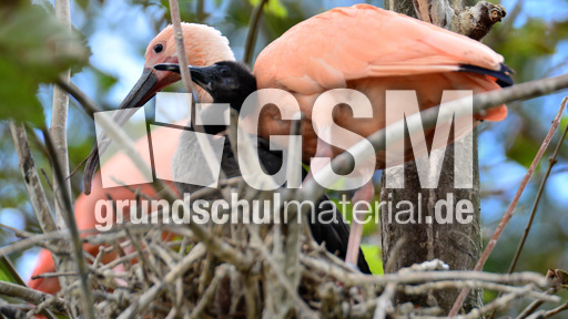 Roter Sichler (2).jpg